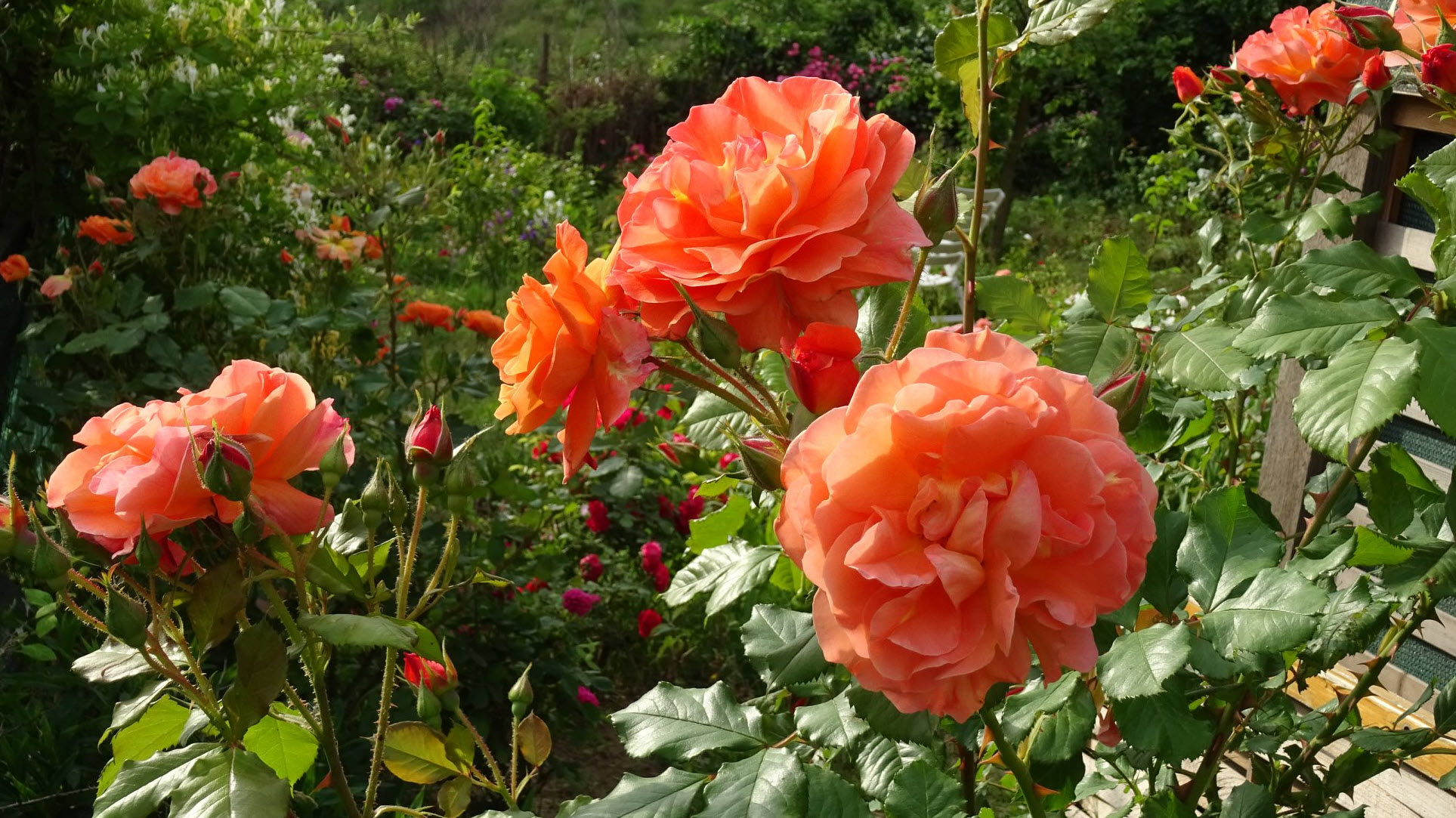 Rosa spp. & cvs. - Roses | PlantMaster