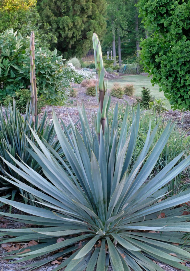 Yucca spp. - Yucca species | PlantMaster