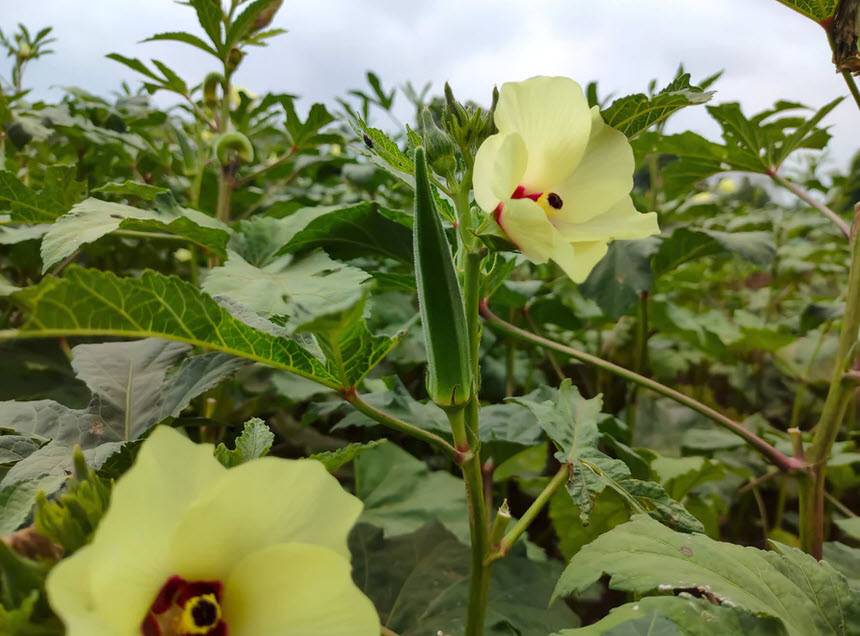 Abelmoschus esculentus 'Annie Oakley' - Okra Annie Oakley | PlantMaster