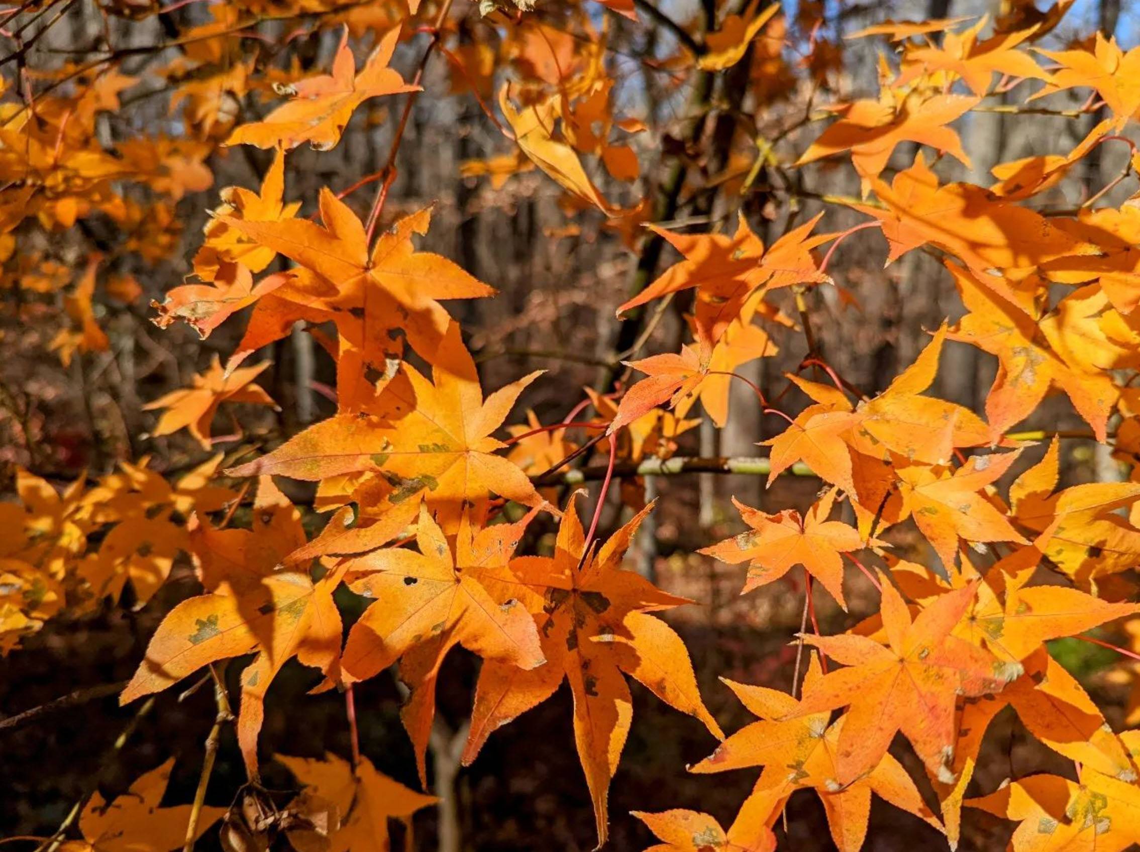 Acer palmatum 'Tana' - Tana Japanese Maple | PlantMaster