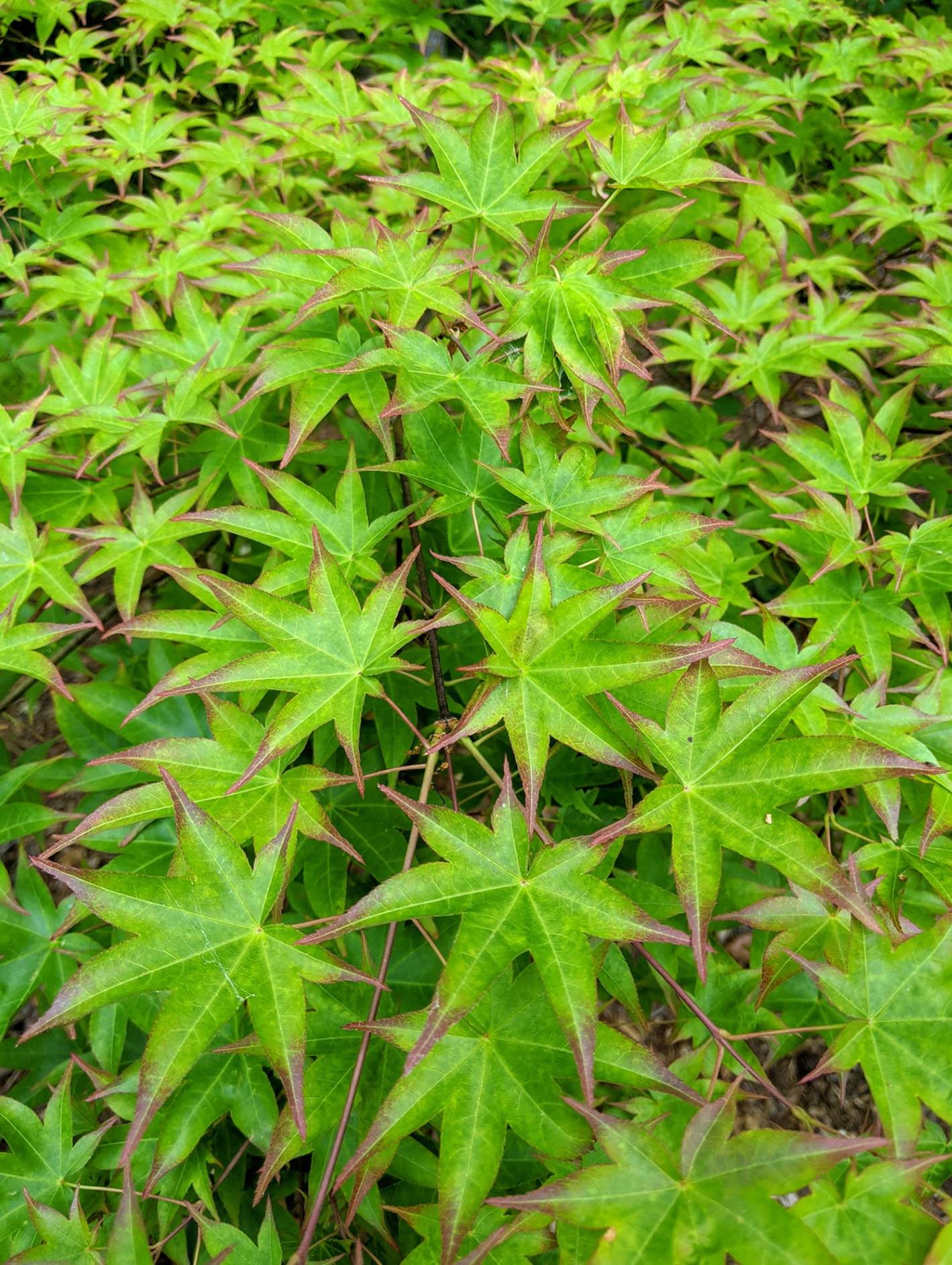 Acer palmatum 'Tana' - Tana Japanese Maple | PlantMaster