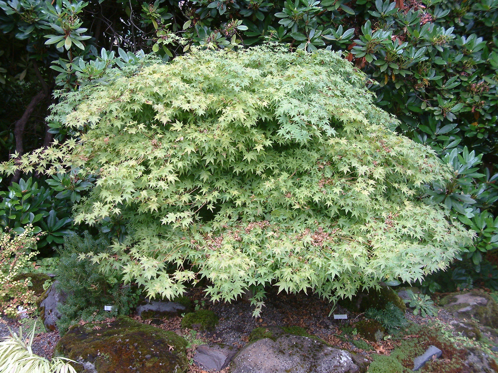 Acer palmatum 'Tana' - Tana Japanese Maple | PlantMaster