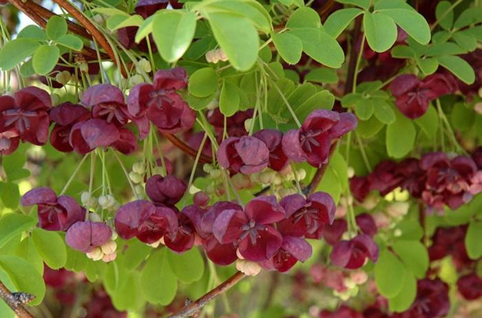 HORT 108D- LIST 5 | Plants