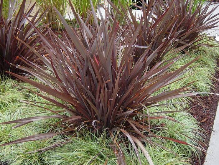 Phormium tenax 'Bronze Baby' - Bronze Baby New Zealand Flax