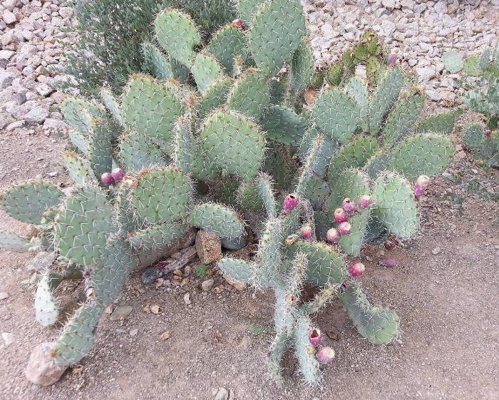 Opuntia robusta - Silver Dollar, Giant Prickly Pear C | PlantMaster