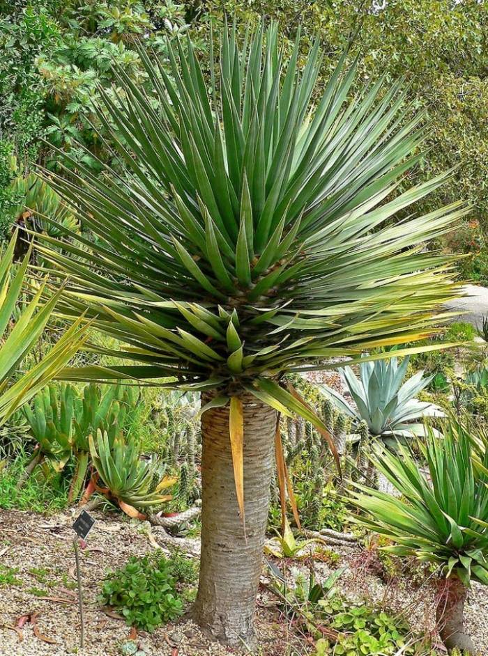 大型　ドラセナ ドラコ　Dracaena draco Dracaena draco - Dragon Tree | PlantMaster