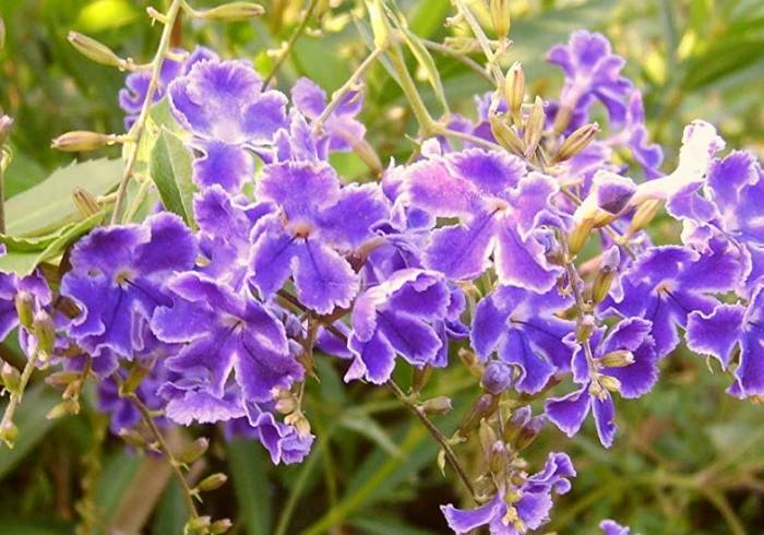 Duranta erecta 'Sapphire Showers' - Sapphire Showers Sky Flower