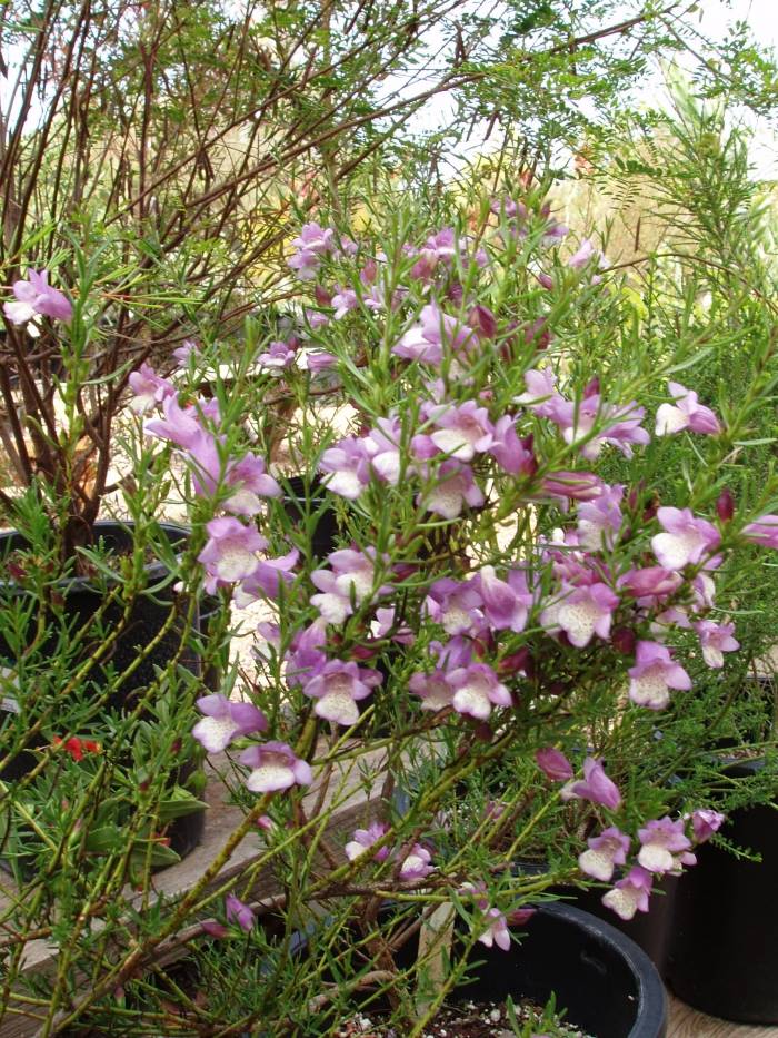 Eremophila divaricata - Spreading Emu Bush | PlantMaster