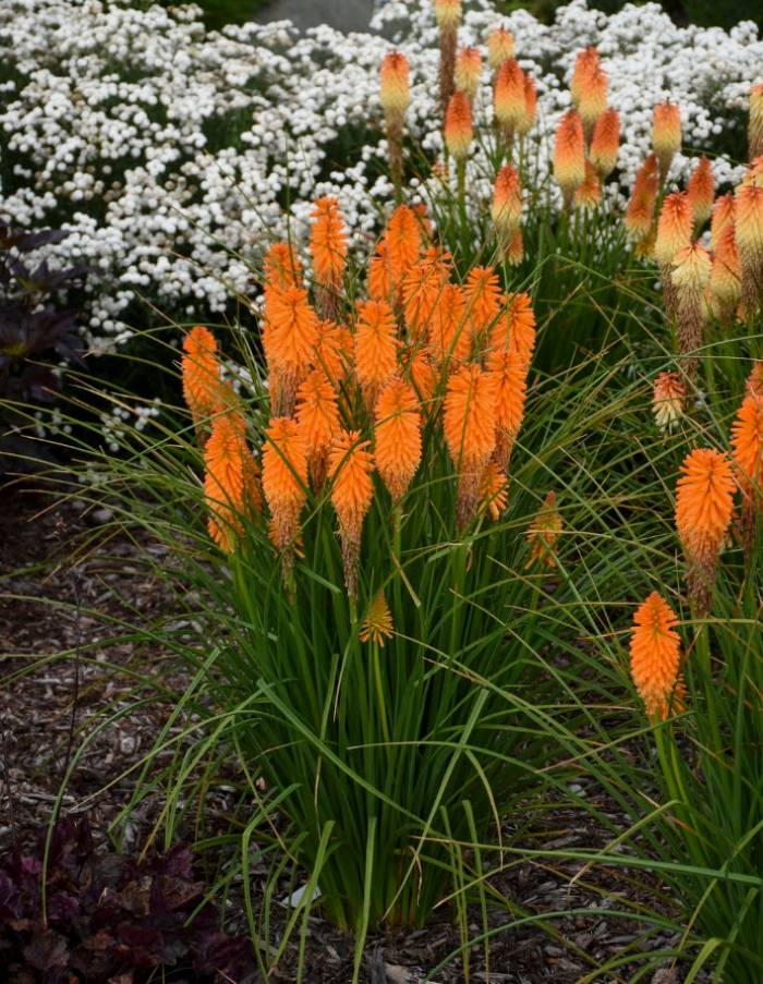 橙花 *̣̩⋆̩ Kniphofia hybrid 'Orange Blaze' - Orange Blaze Hot Poker | PlantMaster