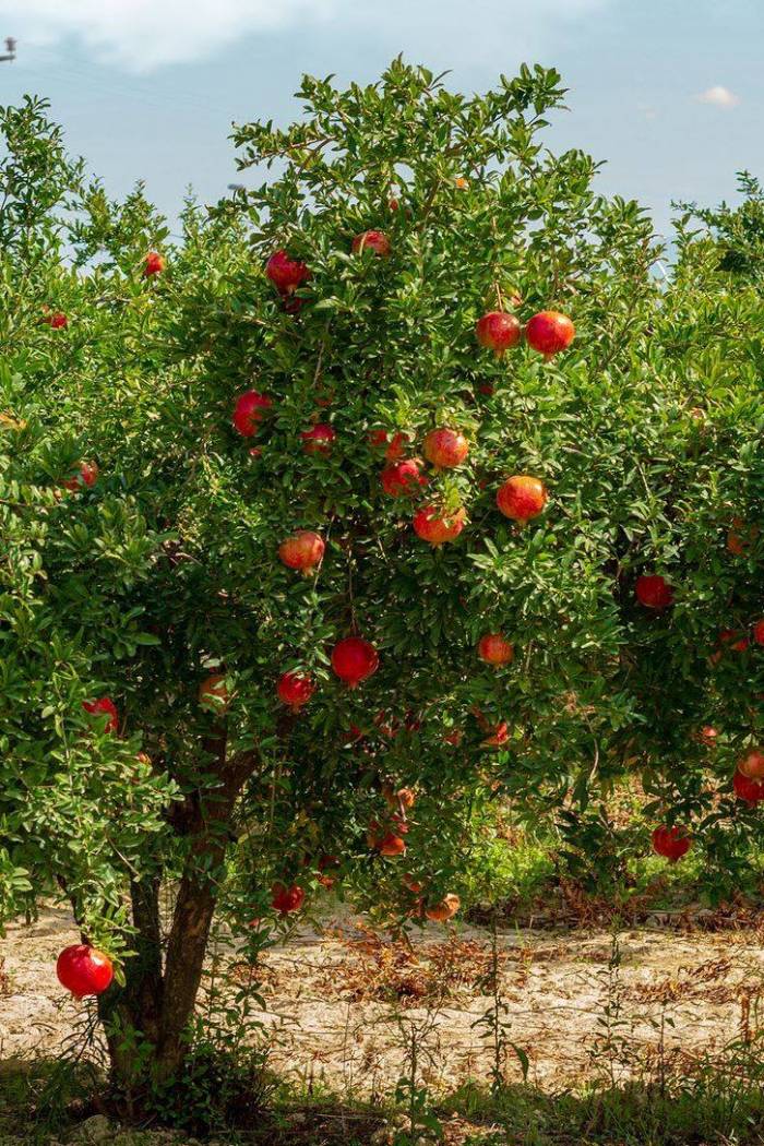 Pomegranates | Plants