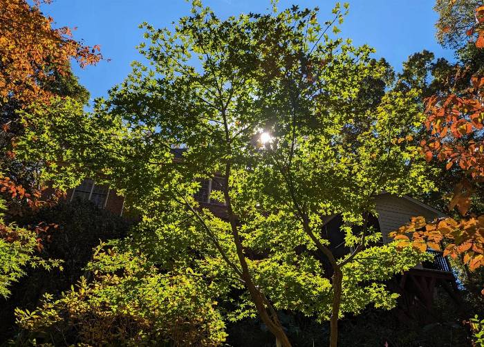 Acer palmatum 'Tana' - Tana Japanese Maple | PlantMaster