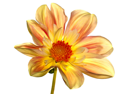 Summer Flower