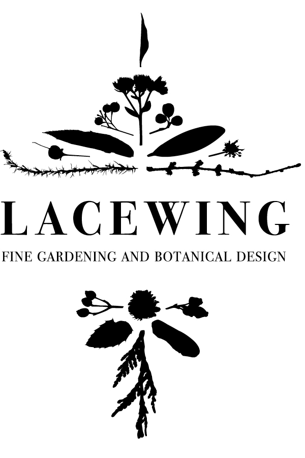 Lacewing