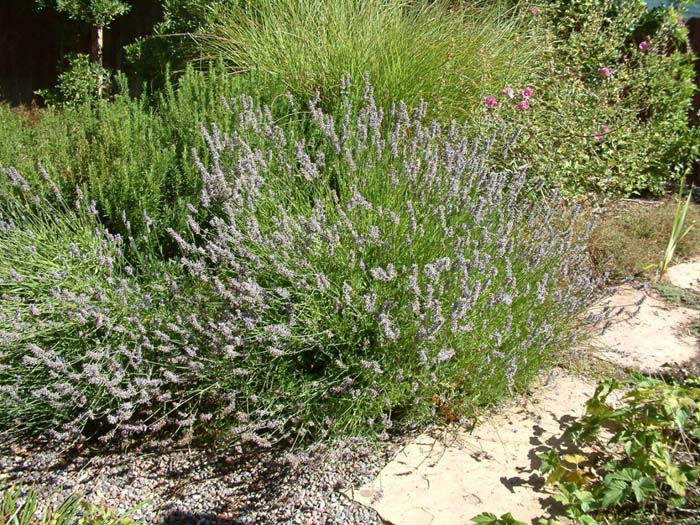 Lavandula angustifolia cvs. - English Lavender | PlantMaster