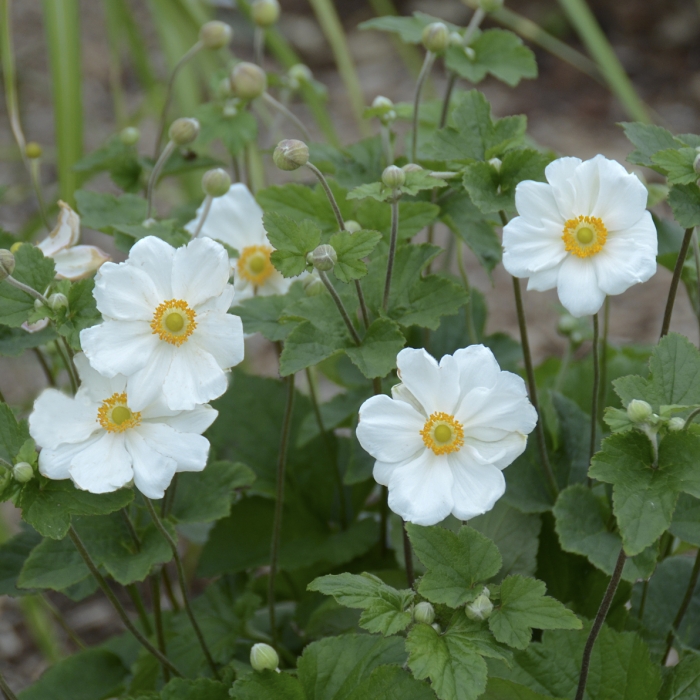 Anemone x hybrida - Japanese Anemone | PlantMaster