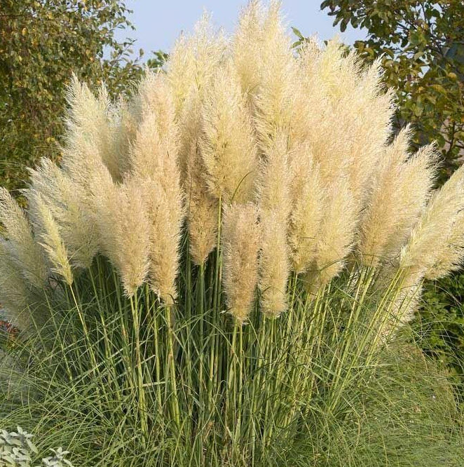 Cortaderia selloana 'Pumila' - Dwarf Pampas Grass
