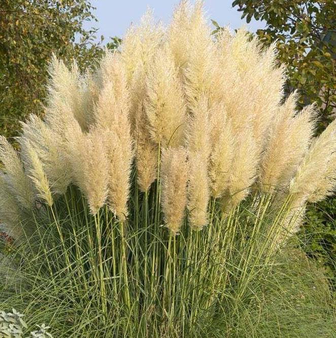 Cortaderia selloana 'Pumila' - Dwarf Pampas Grass