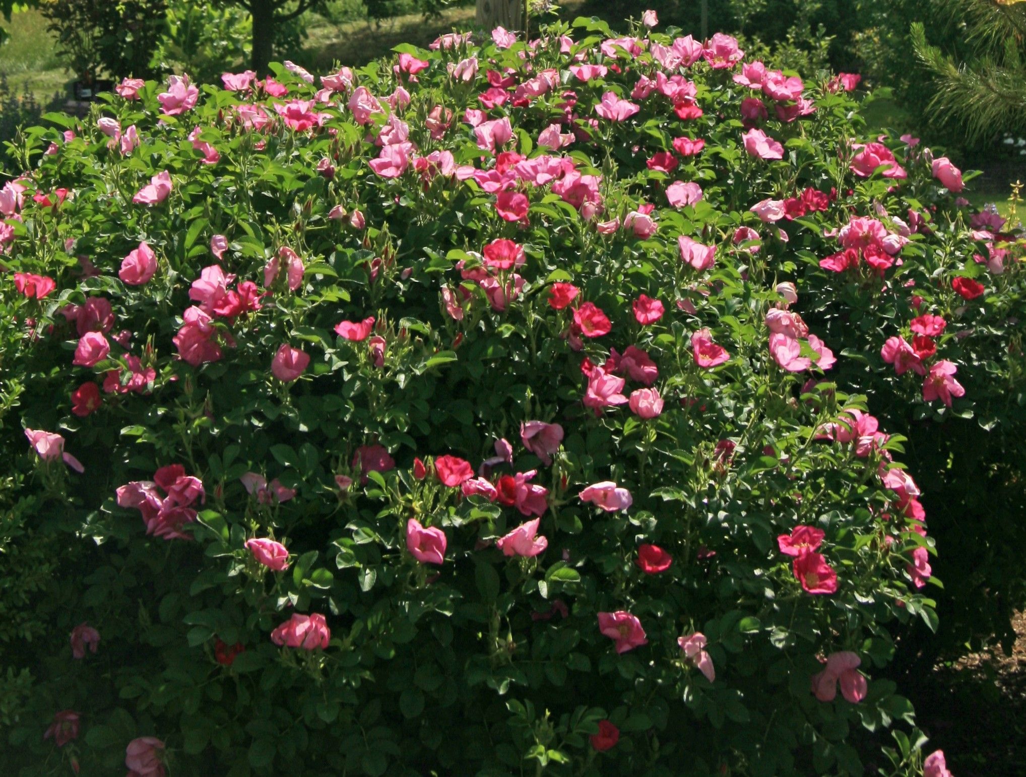Rosa rugosaさま専用！ Rosa rugosaさま専用！ Rosa rugosaさま専用！ Rosa rugosaさま専用！
