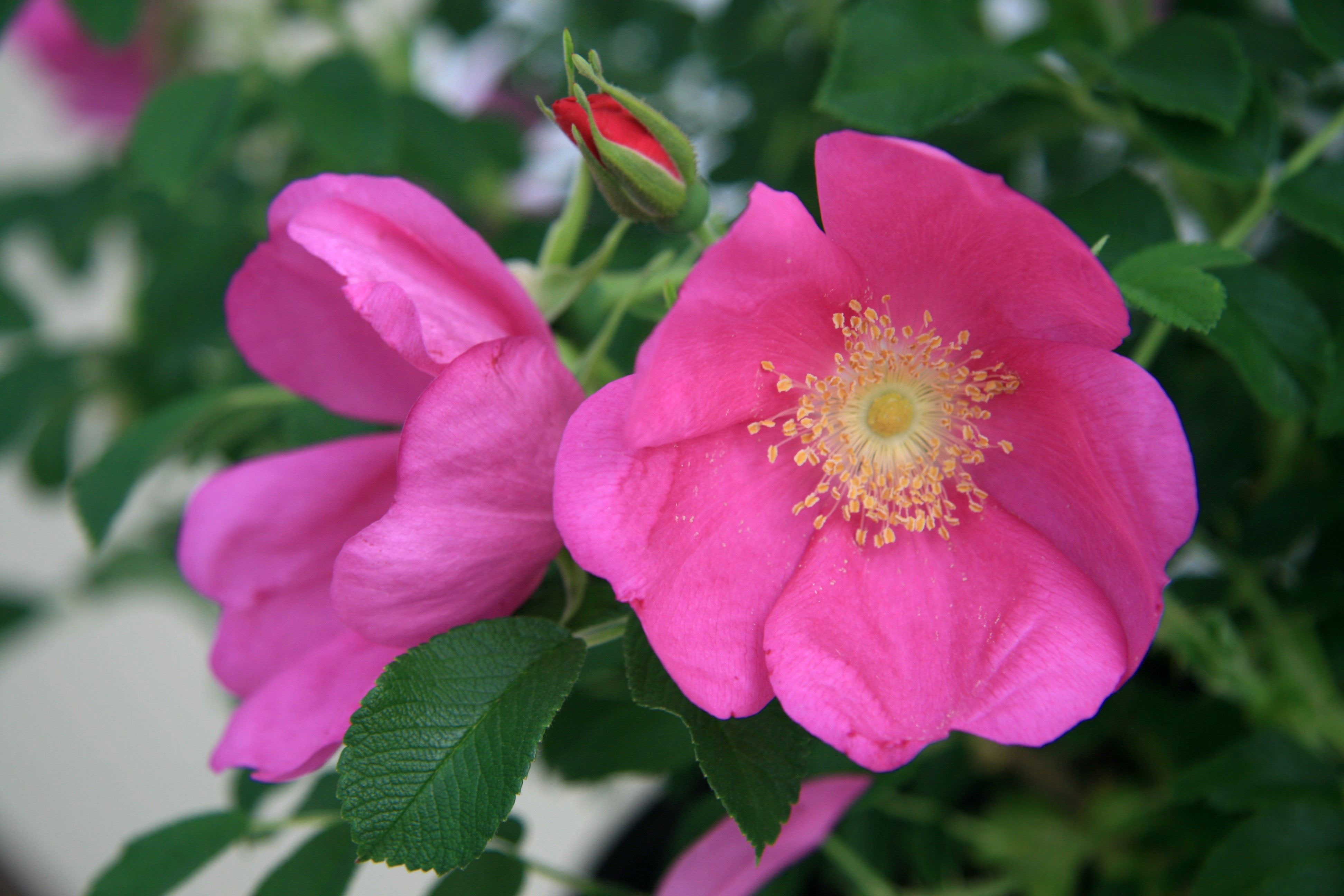 Rosa rugosa 'Meitozaure' PP15,937 - Raspberry Rugostar® Rugosa