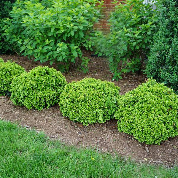 Buxus microphylla var. japonica 'Morris Midget' - Morris Midget
