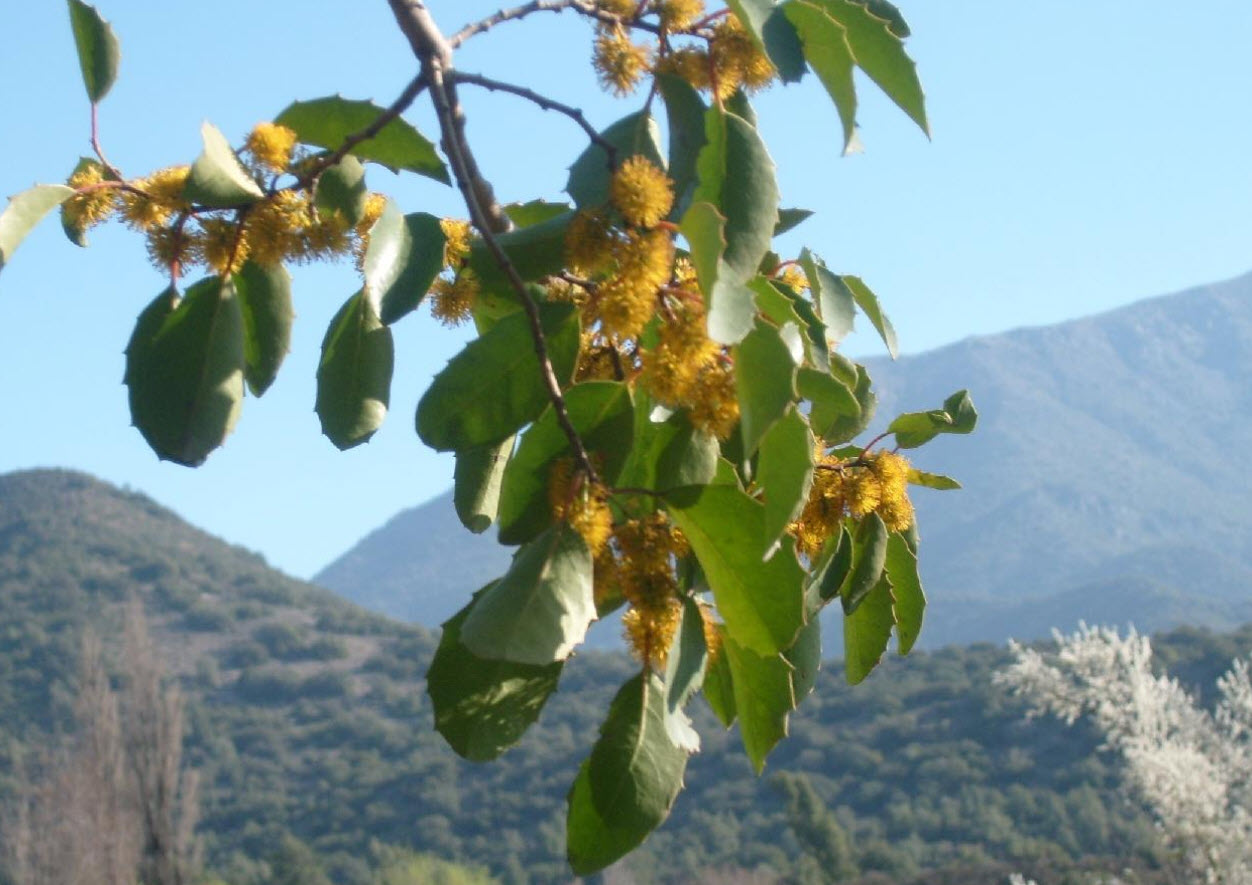 Azara dentata - Toothed Azara | PlantMaster