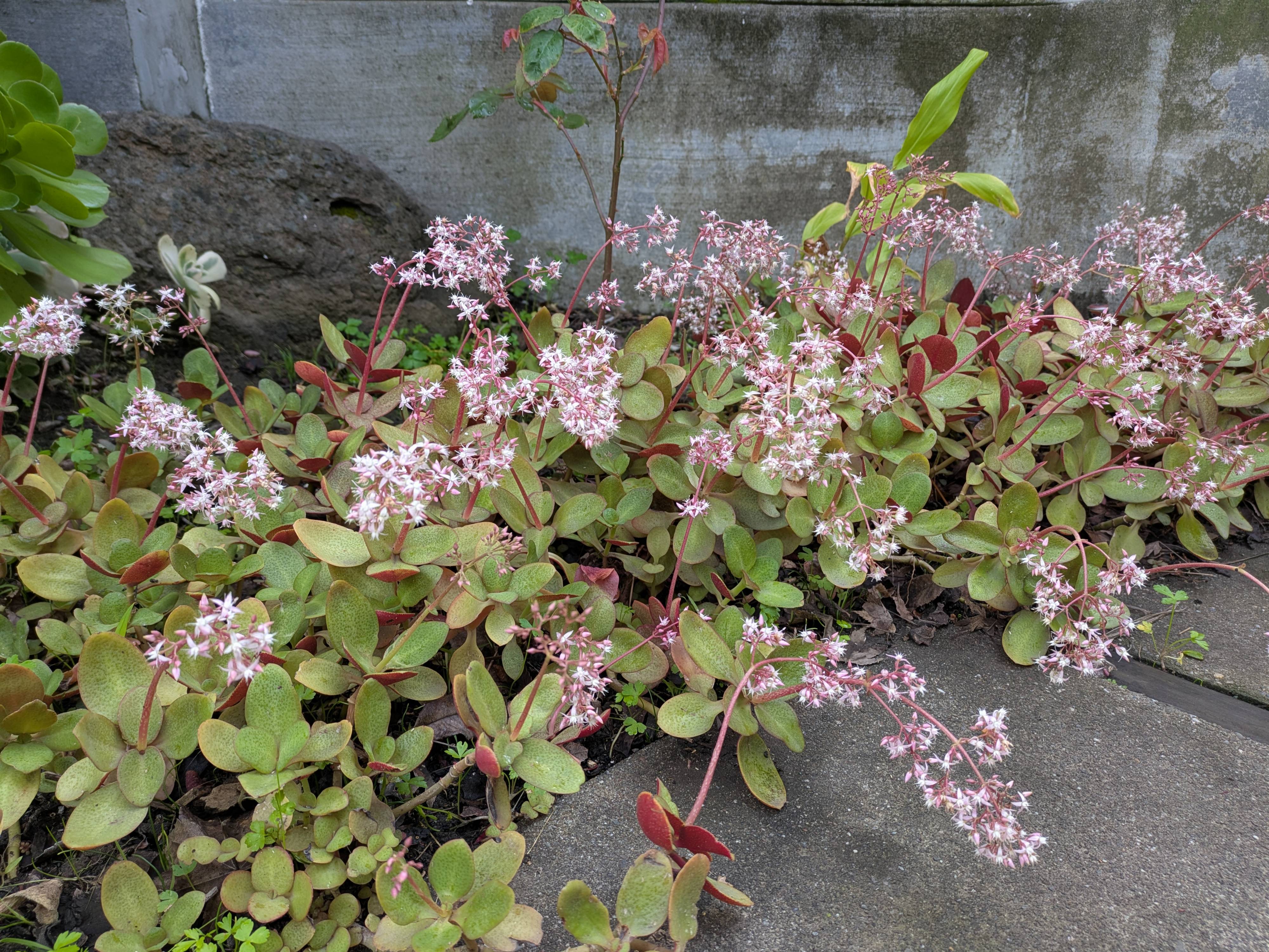 Crassula multicava 'Purple Dragon' - Red Jade Carpet | PlantMaster