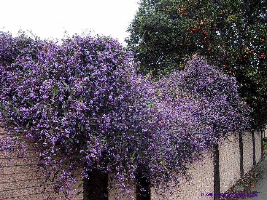 Hardenbergia violacea - Purple Lilac Vine | PlantMaster