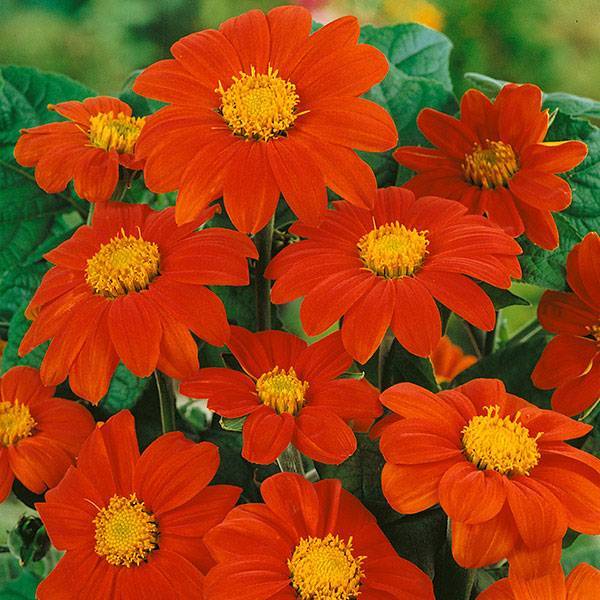 Tithonia speciosa - Mex Sunflower Red Torch | PlantMaster